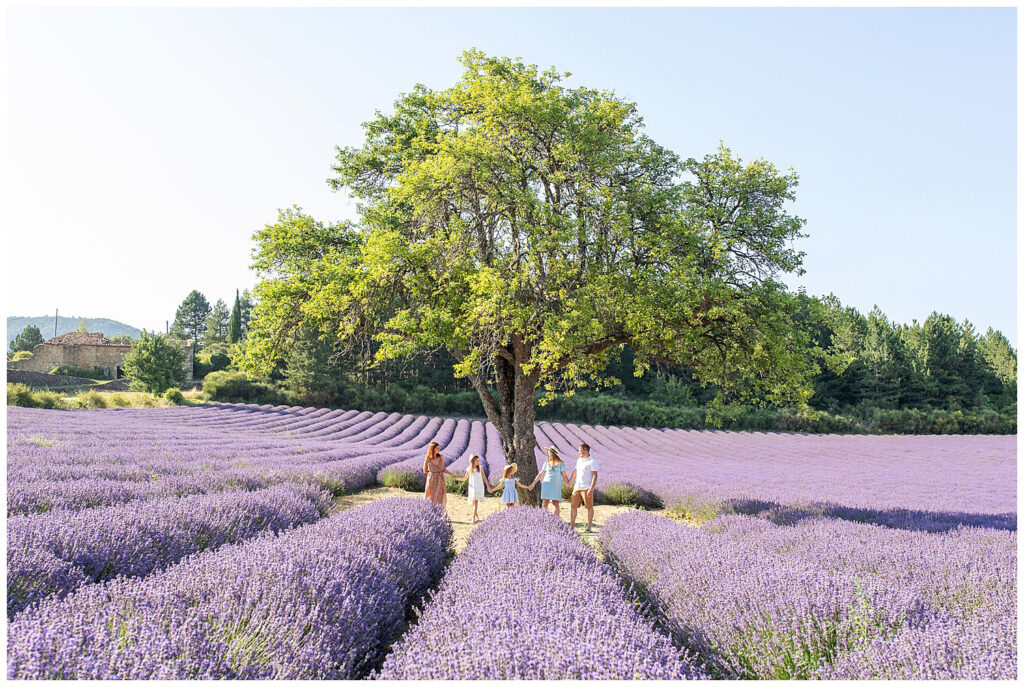 lavender fields in Provence France, Sault photo session with photographer Marie Calfopoulos Photographer